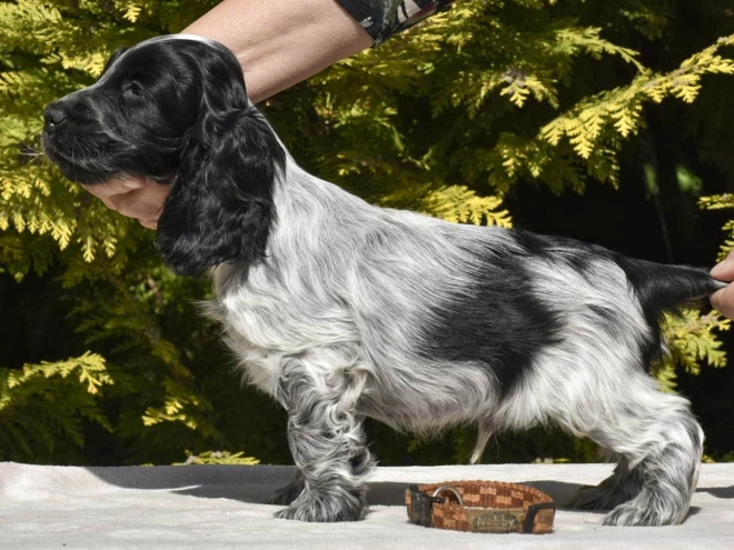 English Cocker Spaniel puppy for sale
