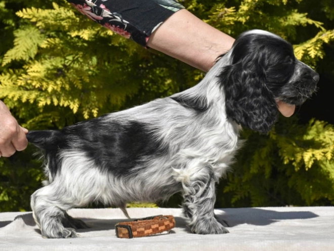 English Cocker Spaniel puppy for sale