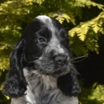 Perros Cocker Spaniel Inglés en venta