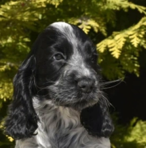 English Cocker Spaniel puppy for sale