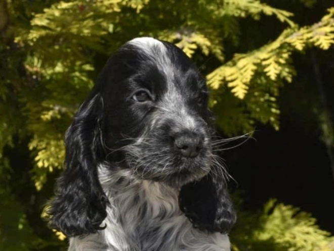 English Cocker Spaniel puppy for sale