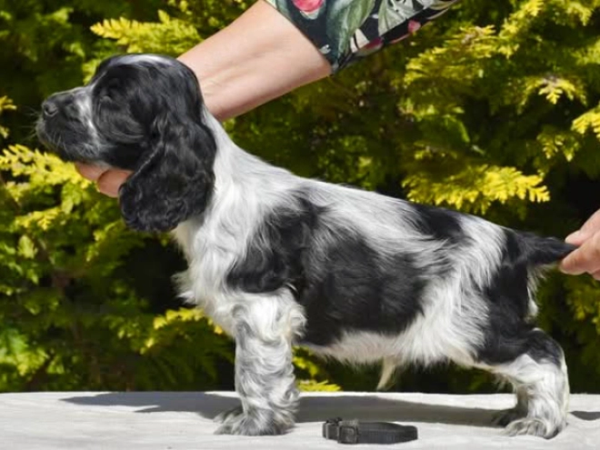English Cocker Spaniel puppy for sale