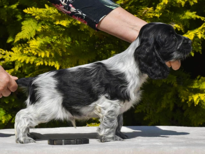 English Cocker Spaniel puppy for sale
