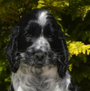 English Cocker Spaniel puppy for sale