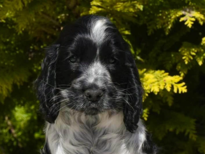 English Cocker Spaniel puppy for sale