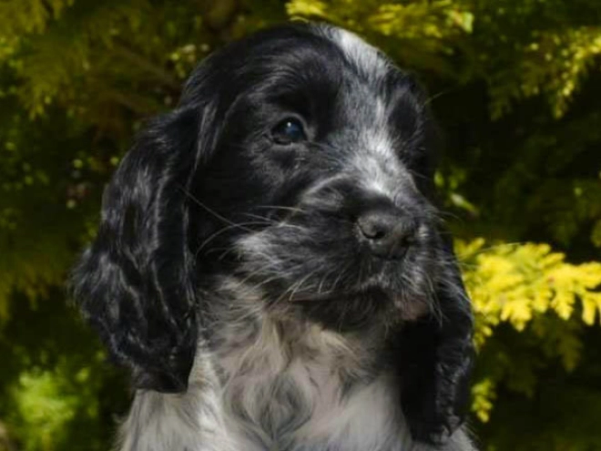 English Cocker Spaniel puppy for sale