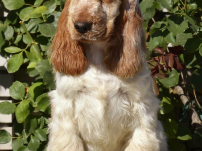 Englischer Cocker Spaniel Welpe kaufen