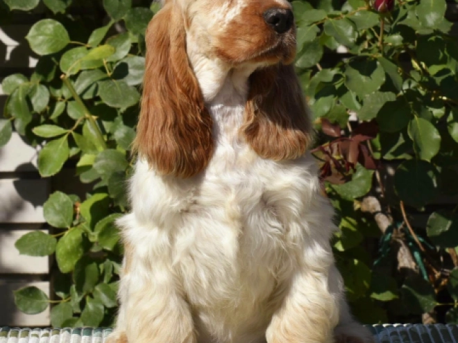 Englischer Cocker Spaniel Welpe kaufen