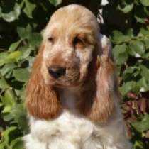 Zephyr, orange Englischer Cocker Spaniel Welpen kaufen