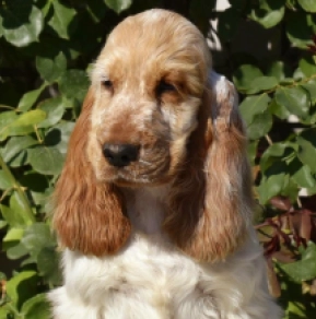 English Cocker Spaniel puppy for sale