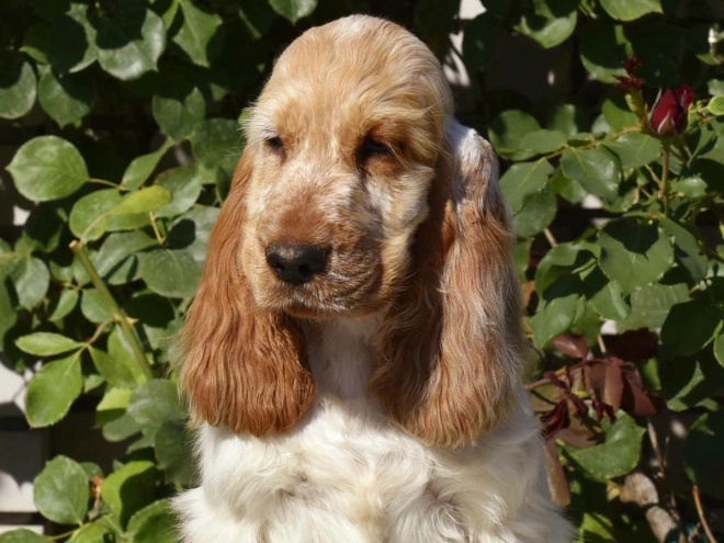Englischer Cocker Spaniel Welpe kaufen