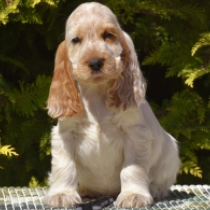 Zephyr, orange English Cocker Spaniel for sale