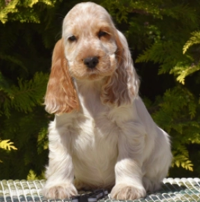 Perros Cocker Spaniel Inglés en venta