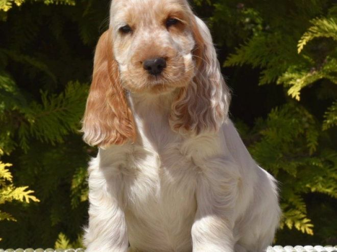 Englischer Cocker Spaniel Welpe kaufen