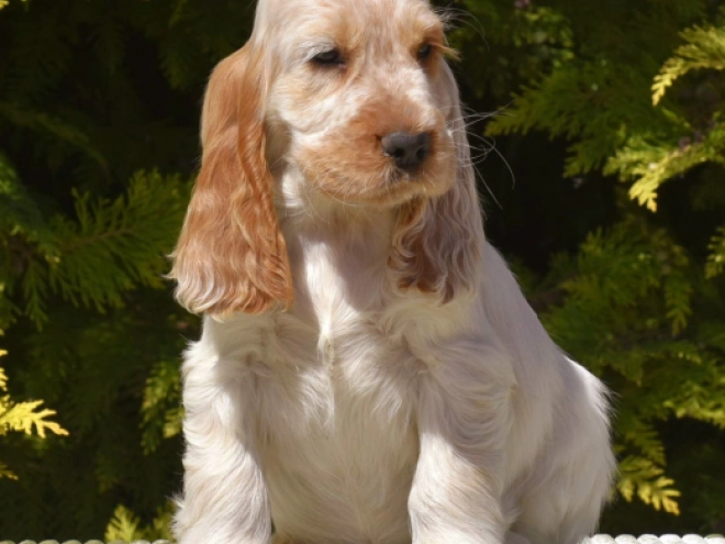 Englischer Cocker Spaniel Welpe kaufen