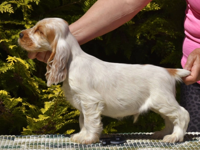 Englischer Cocker Spaniel Welpe kaufen