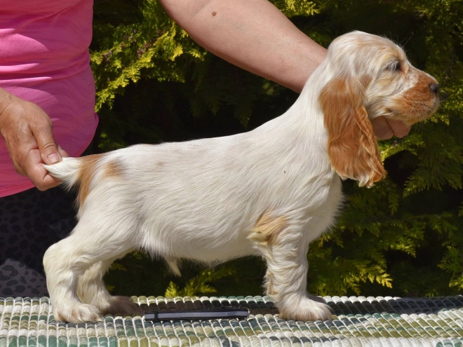 Englischer Cocker Spaniel Welpe kaufen
