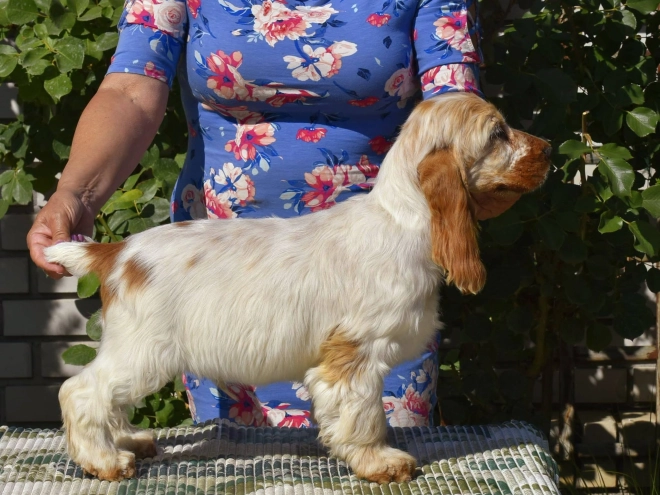 Englischer Cocker Spaniel Welpe kaufen