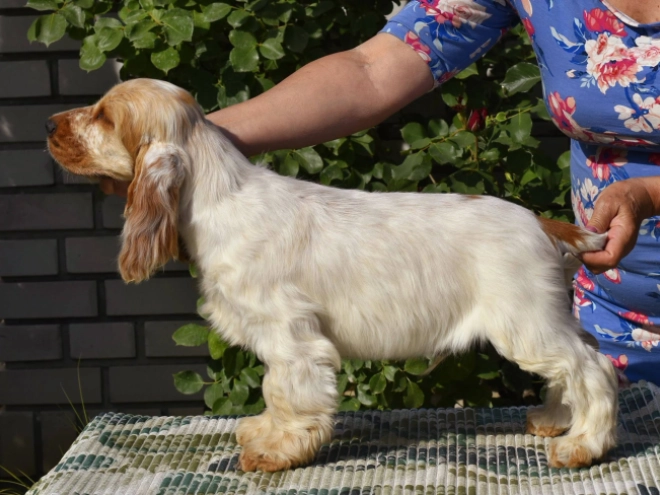 Englischer Cocker Spaniel Welpe kaufen