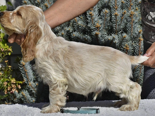 English Cocker Spaniel puppy for sale