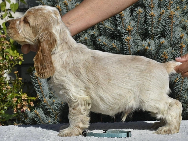 English Cocker Spaniel puppy for sale