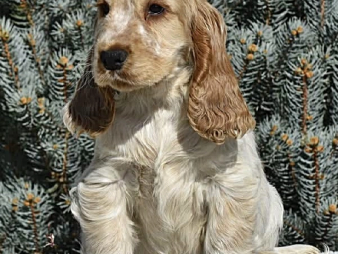 English Cocker Spaniel puppy for sale