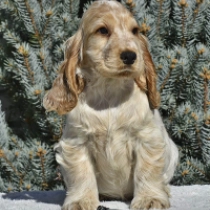 Beckham, orange roan Cocker Spaniel Inglés en venta