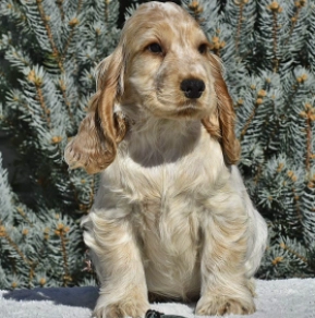 Perros Cocker Spaniel Inglés en venta