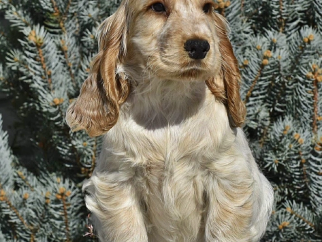 English Cocker Spaniel puppy for sale