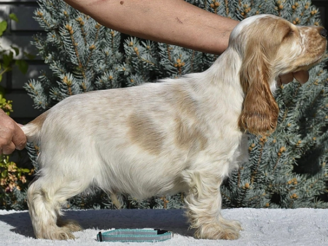 Perros Cocker Spaniel Inglés en venta