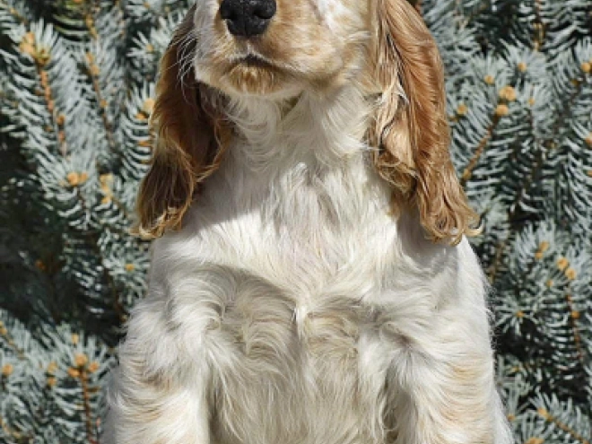 Perros Cocker Spaniel Inglés en venta