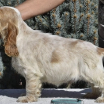 Fitzwilliam Darcy, orange roan Cocker Spaniel Inglés en venta