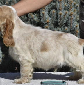 Perros Cocker Spaniel Inglés en venta