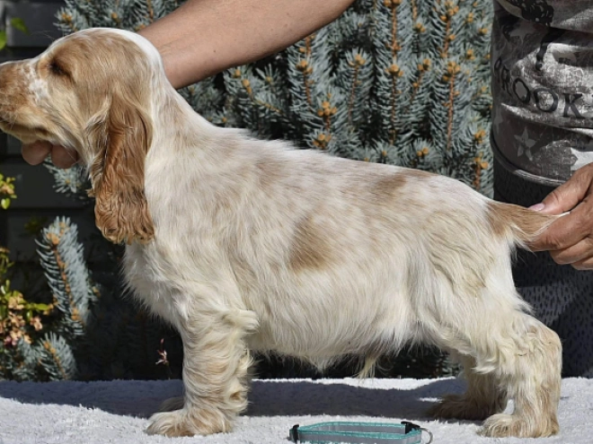 Perros Cocker Spaniel Inglés en venta
