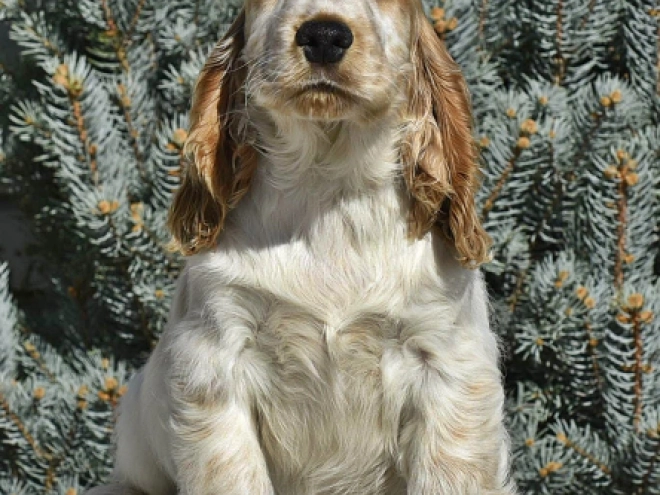 Perros Cocker Spaniel Inglés en venta