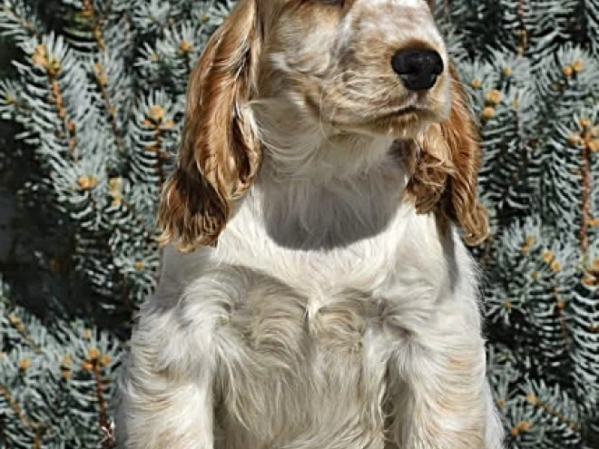 Perros Cocker Spaniel Inglés en venta