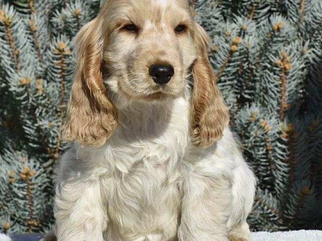 Englischer Cocker Spaniel Welpe kaufen