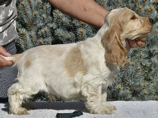 Englischer Cocker Spaniel Welpe kaufen