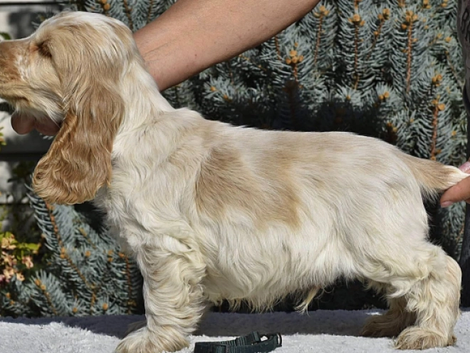 Englischer Cocker Spaniel Welpe kaufen