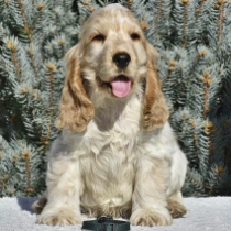 Charles, orange roan Cocker Spaniel Inglés en venta