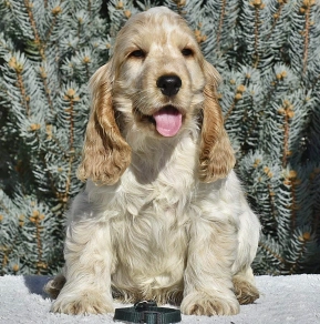 Perros Cocker Spaniel Inglés en venta