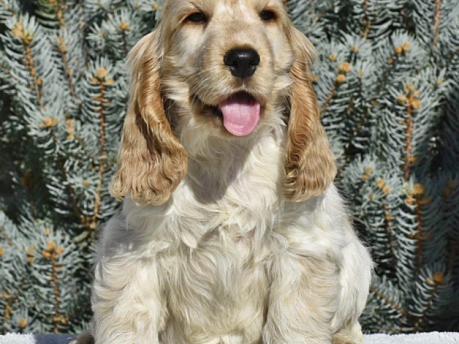 Englischer Cocker Spaniel Welpe kaufen