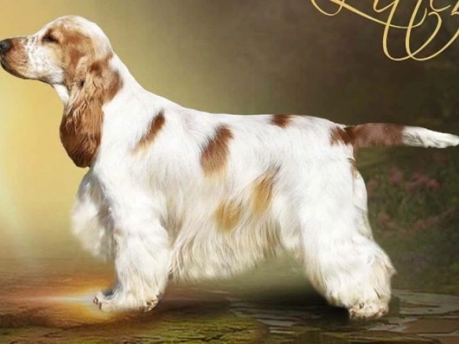 Perros Cocker Spaniel Inglés en venta