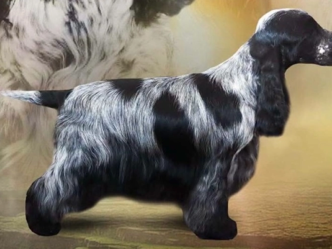 Perros Cocker Spaniel Inglés en venta