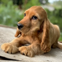 Goldie, golden Cocker Spaniel Inglés en venta