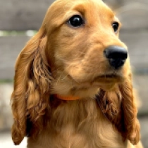 Margarita, golden Cocker Spaniel Inglés en venta