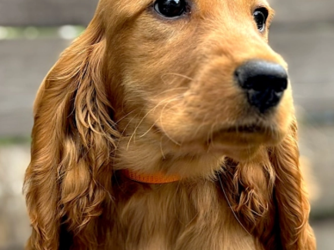 English Cocker Spaniel puppy for sale