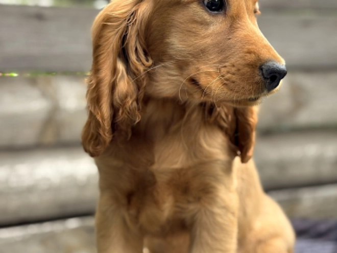English Cocker Spaniel puppy for sale