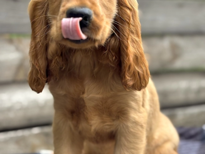 English Cocker Spaniel puppy for sale