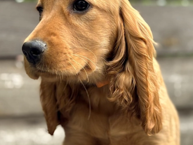 English Cocker Spaniel puppy for sale